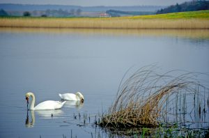 cygne lindre