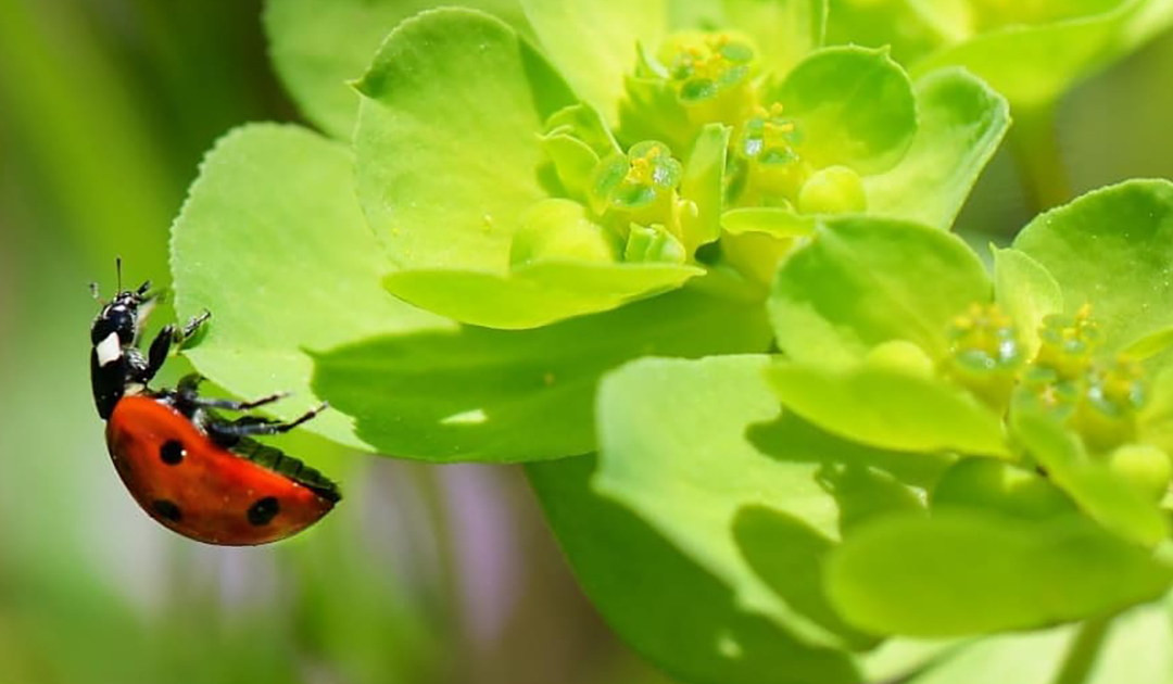 LorEEN_Education-Environnement-Nature-Lorraine_Accueil