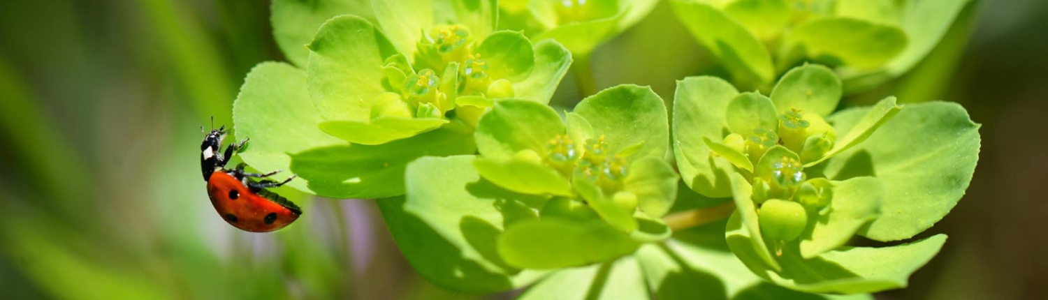 LorEEN_Education-Environnement-Nature-Lorraine_Accueil