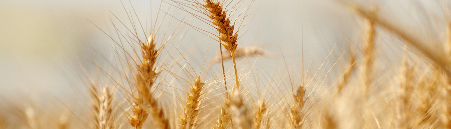 LorEEN_Education-Environnement-Nature-Lorraine_LorEEN