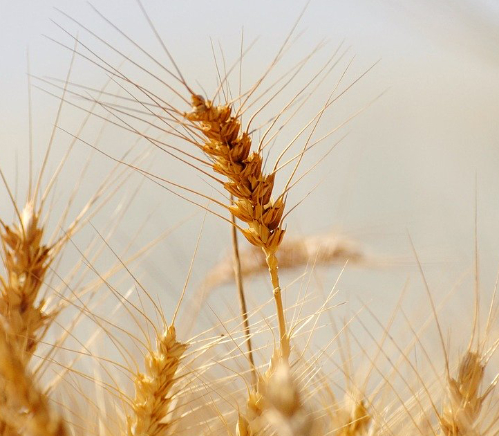 LorEEN_Education-Environnement-Nature-Lorraine_LorEEN