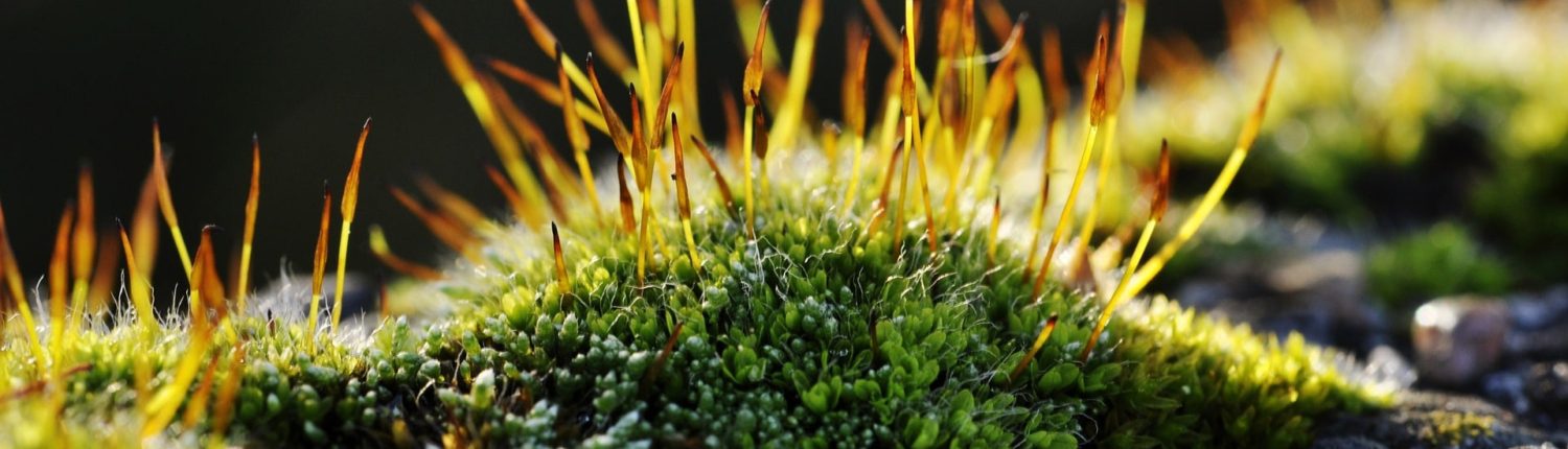 LorEEN_Education-Environnement-Nature-Lorraine_Animations